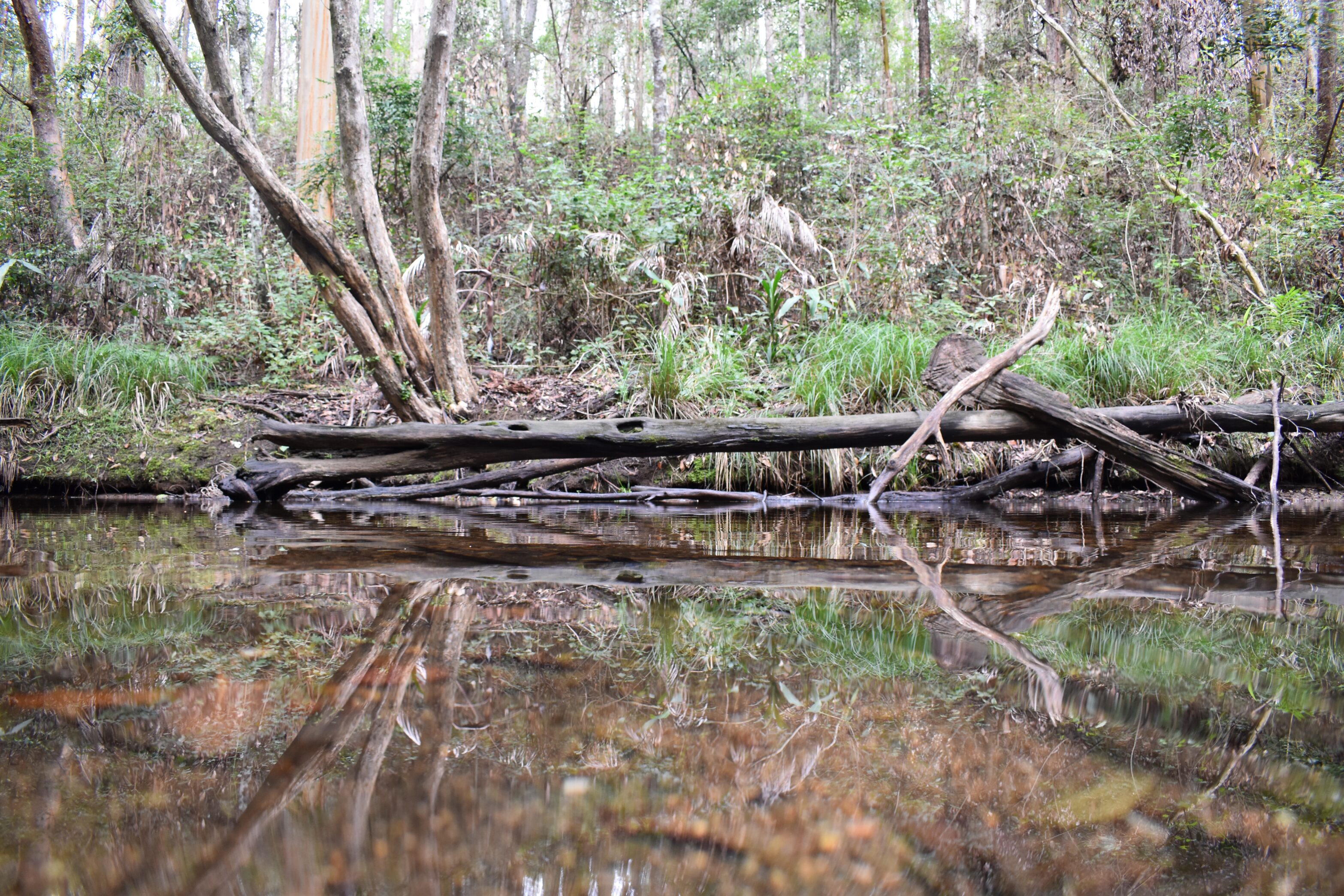 BYron creek Mt Mee